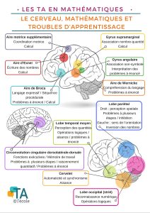 Les parties du cerveau et les habiletés en mathématiques