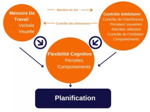 Les fonctions exécutives