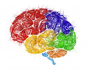 image d'un cerveau coloré